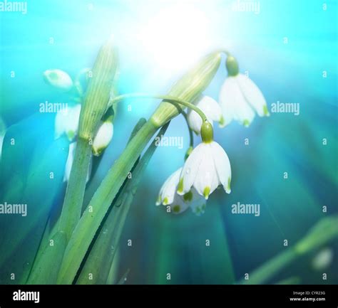 First Spring Flowers Stock Photo Alamy