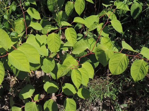 We did not find results for: Learn About Wild Plants You Can Eat | Stearns Farm CSA
