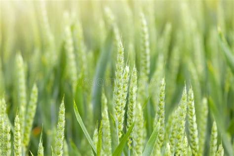 Green Wheat Field Stock Photo Image Of Grass Stem 133245194