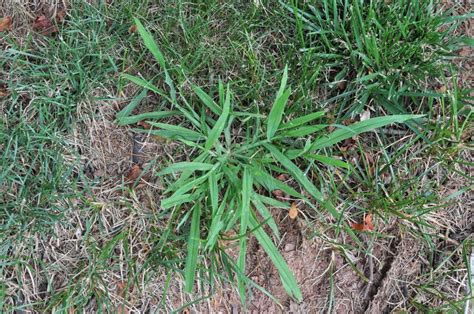 What Does Crabgrass Look Like In Spring 5uhwa23erf3
