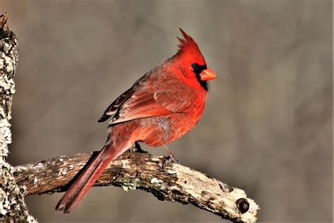 Male Cardinal On Branch Close Up Free Stock Photo Public Domain Pictures