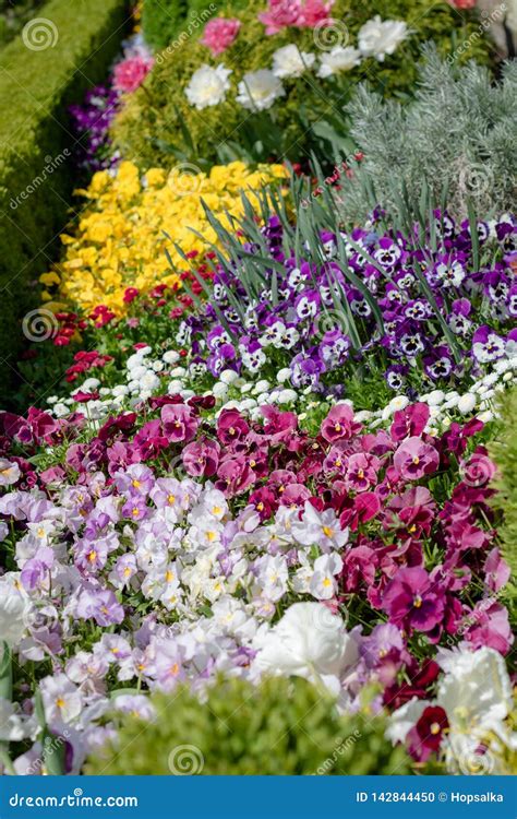 Beautiful Ornamental Flowerbed With Spring Flowers Stock Photo Image