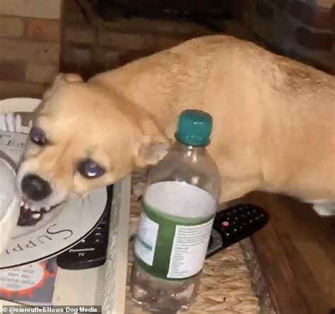 Chihuahua Cross Transforms Into A Snarling Gollum When His Owner Tells