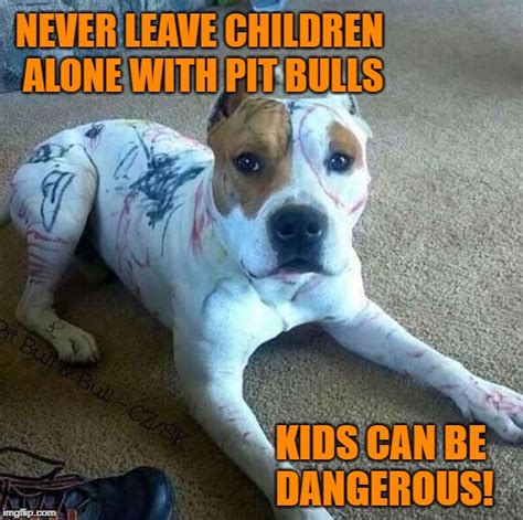 Pit Bull Memes And S Imgflip