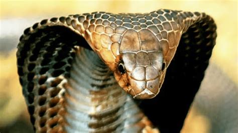 Video Encantador De Serpiente Es Brutalmente Mordido Por Una Cobra