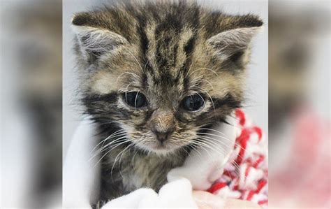 Maybe you would like to learn more about one of these? Cats Protection Belfast Adoption Centre appealing for ...