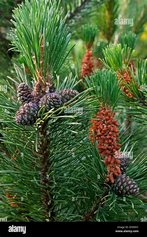 Swiss Mountain Pine Dwarf Mountain Pines Pinus Mugo Showing Male