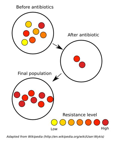 Antibiotic Resistance Evolves In Bacteria Because Quizlet