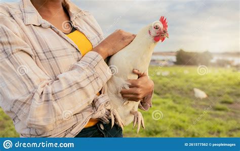 Woman Chicken Farmer And Countryside Farm Of Sustainable Food Organic