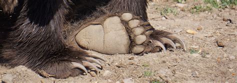 26 Best Ideas For Coloring Grizzly Bear Paw