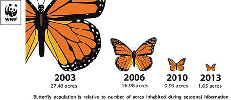 Monarch Butterflies Expected To Rebound In Mexico