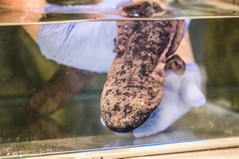Rare Chinese Giant Salamander Finds New Home At London Zoo Discover