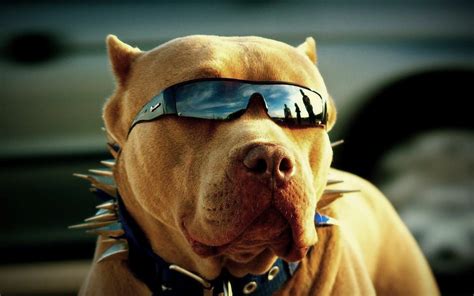 Pitbull Got Swag Hd Animals 4k Wallpapers Images Backgrounds