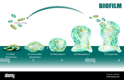 Process Of Biofilm Formation Five Stages With Development And