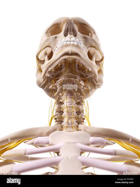 Cervical Spinal Nerves Hi Res Stock Photography And Images Alamy