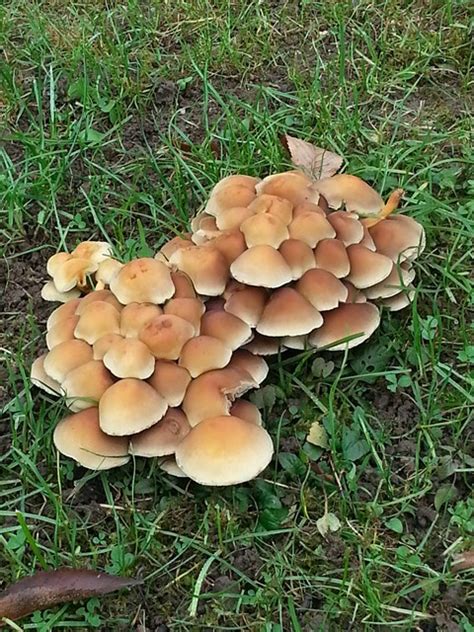 Maybe you would like to learn more about one of these? Was sind das für Pilze, die da in meinem Garten wachsen (s ...