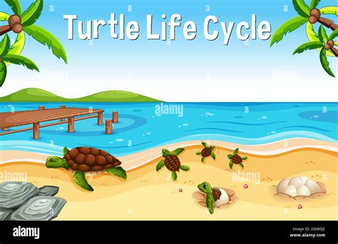 Vector Illustration Of Turtle Life Cycle Stock Vector Image Art Alamy