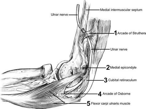 Ulnar nerve - Anatomy - Orthobullets