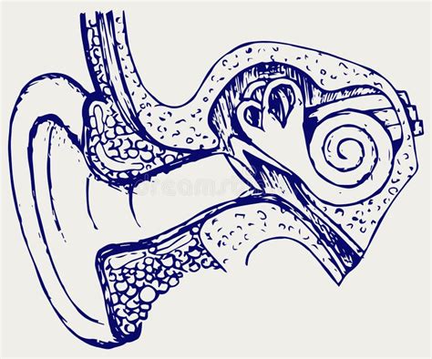 Anatomy Of The Human Ear Stock Vector Illustration Of Organ 21823874