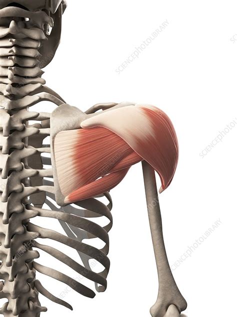 Human Shoulder Muscle Artwork Stock Image F0105653 Science