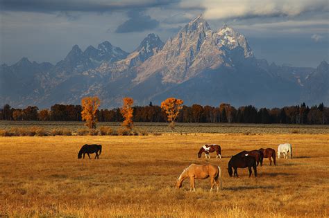 Grand Pastures Horses Grand Teton National Park Wyoming Nate