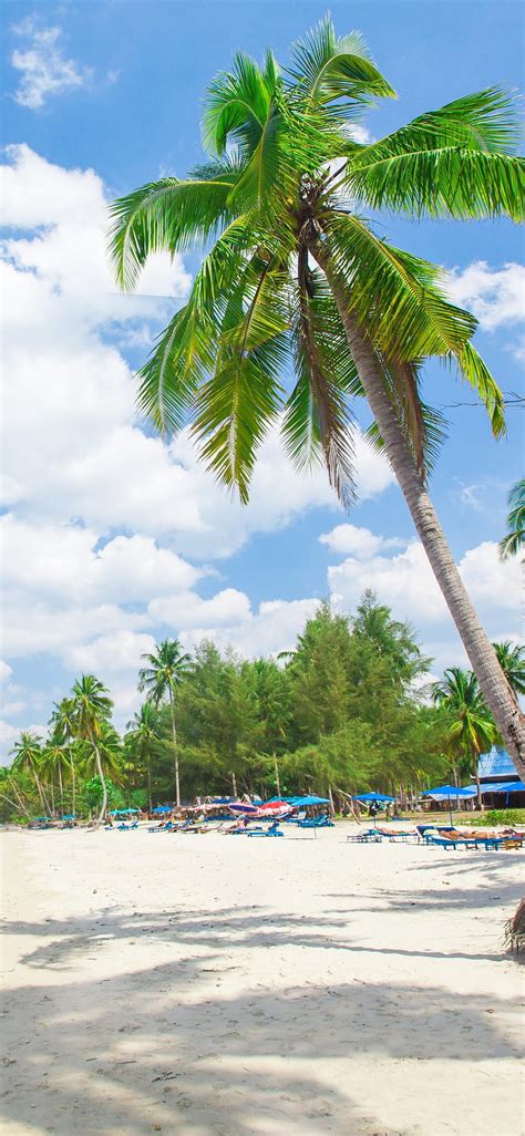 Palm Trees Resort Beach Tropical Sea People Summer 1242x2688