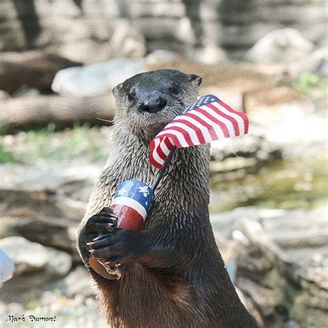 Otter Is Ready To Celebrate Independence Day — The Daily Otter Otters