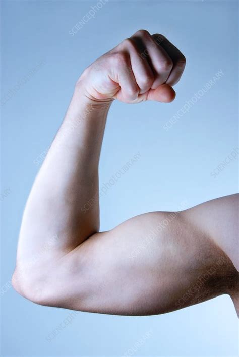 Man Flexing His Biceps Stock Image P7000482 Science Photo Library