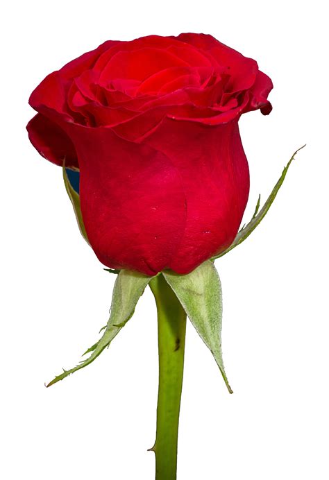 Rose Png Image Purepng Free Transparent Cc Png Image Library Images