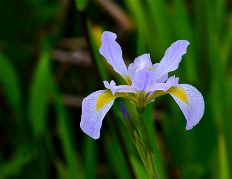 Guía Definitiva De La Flor De Iris Significado Y Simbolismo 2022