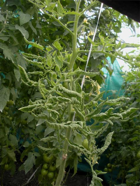 Severe Leaf Curling Symptom Of Tomato In Which Ageratum Enation Virus