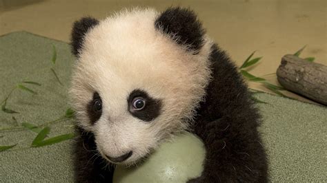 Agreed Baby Pandas Are Cute But Why The Two Way Npr