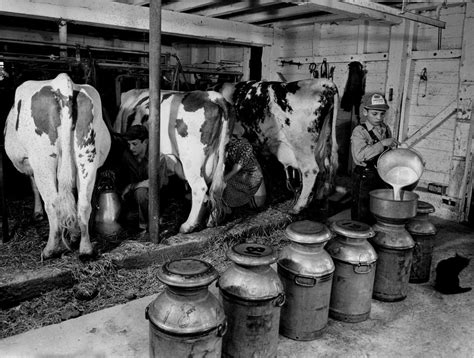 Milking Dairy Cows