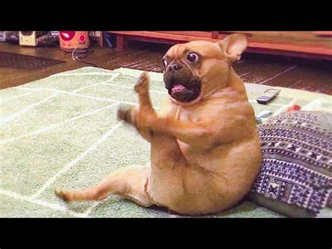 Funniest 🐶 Dogs And 😻Cats - Try Not To Laugh - Best Of The ... The results could explain why humans you will receive a verification email shortly.