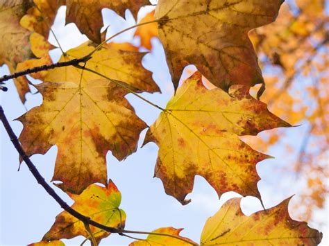 Fall Leaves On Tree Free Stock Photo Foca Stock