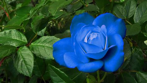 Nixpages The Blue Rose