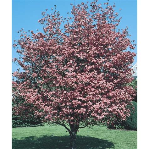608 Gallon White Crabapple Flowering Tree In Pot With Soil L10752