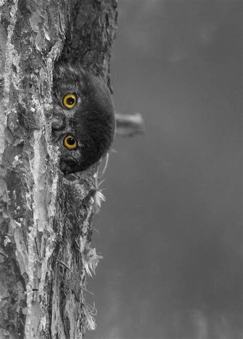 Owl Eyes Ugler