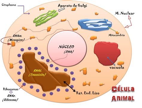 Biologia La Celula Animal