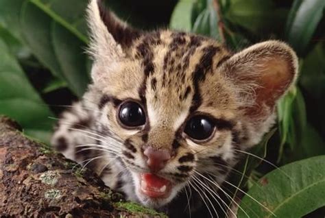 Margay Kitten Sooooo Cute Wild Cats Cute Funny Animals Kittens