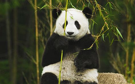 We did not find results for: Panda HD Wallpaper (79+ images)