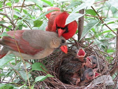 What Do Baby Cardinals Look Like When They Leave The Nest Dainty