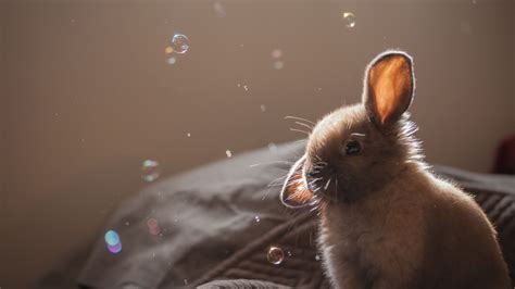 2048x1152 Cute Rabbit 2 2048x1152 Resolution Hd 4k Wallpapers Images