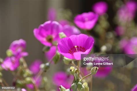 Long Stem Purple Flowers Photos And Premium High Res Pictures Getty
