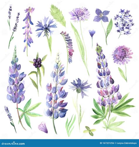 Watercolor Hand Painted Wildflowers Field Plants Stock Illustration
