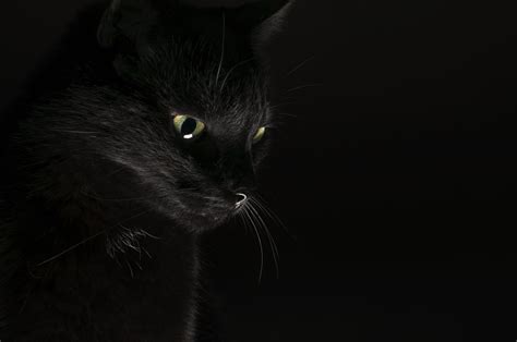 Download Eye Animal Cat 4k Ultra Hd Wallpaper