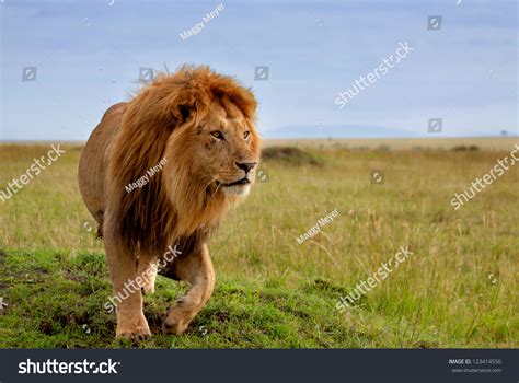 The Most Beautiful Lion Of The Masai Mara Stock Photo