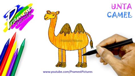 Unta Belajar Menggambar Dan Mewarnai Hewan Untuk Anak Youtube