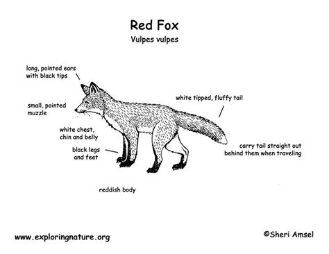 Body Diagram Of A Red Fox Fox Model On Pinterest Red Fox Paper
