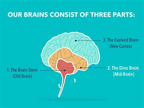 Our Brains Consist Of Three